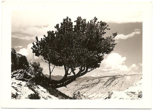 BetaDecayIssue8CoverImage