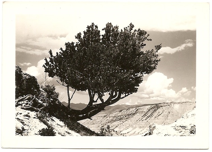 BetaDecayIssue8CoverImage